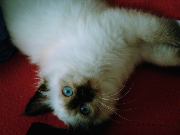 Merveilleuse Nouchka